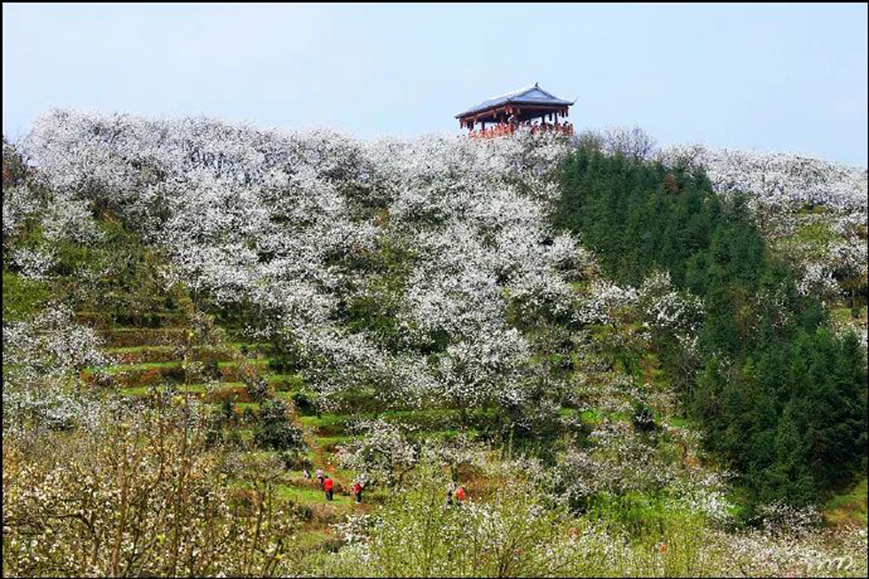 【春天，广西桂林灌阳县向您发出邀请！】我们在灌阳看梨花 - 游山玩水 - 萍乡生活社区 - 萍乡28生活网 px.28life.net