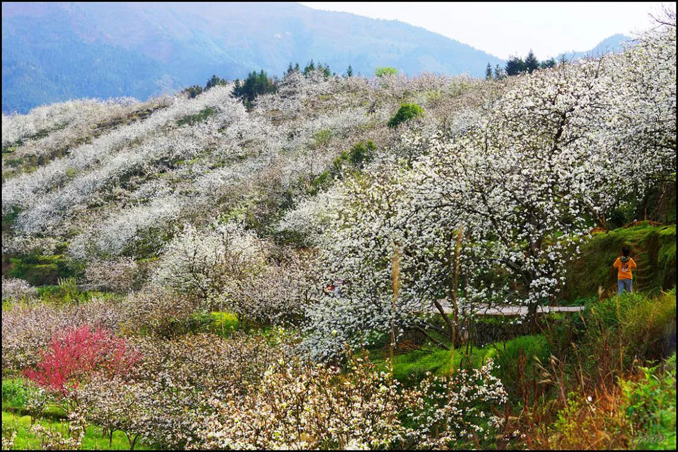 【春天，广西桂林灌阳县向您发出邀请！】我们在灌阳看梨花 - 游山玩水 - 萍乡生活社区 - 萍乡28生活网 px.28life.net