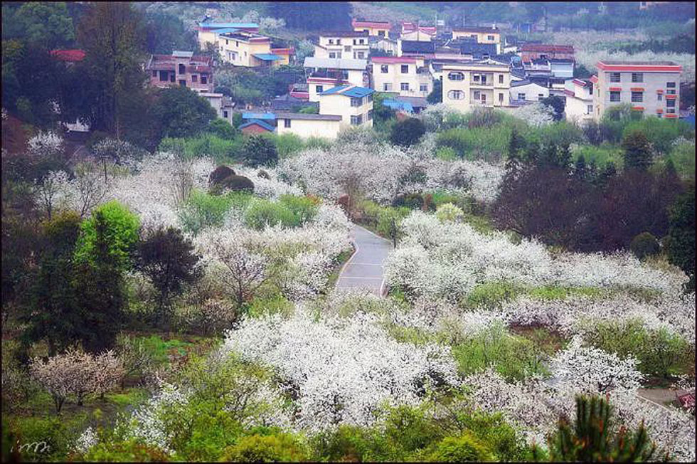 【春天，广西桂林灌阳县向您发出邀请！】我们在灌阳看梨花 - 游山玩水 - 萍乡生活社区 - 萍乡28生活网 px.28life.net