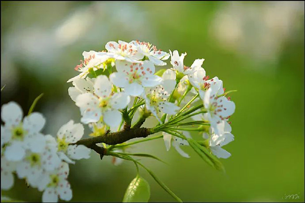【春天，广西桂林灌阳县向您发出邀请！】我们在灌阳看梨花 - 游山玩水 - 萍乡生活社区 - 萍乡28生活网 px.28life.net