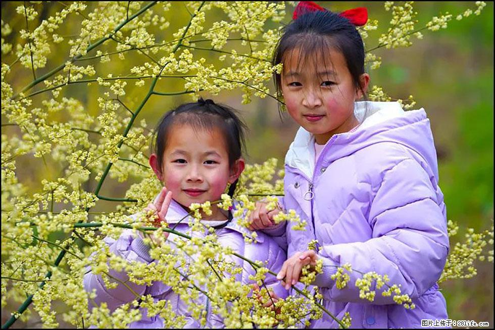 【春天，广西桂林灌阳县向您发出邀请！】米珠山前有片山苍子花在飘香 - 游山玩水 - 萍乡生活社区 - 萍乡28生活网 px.28life.net
