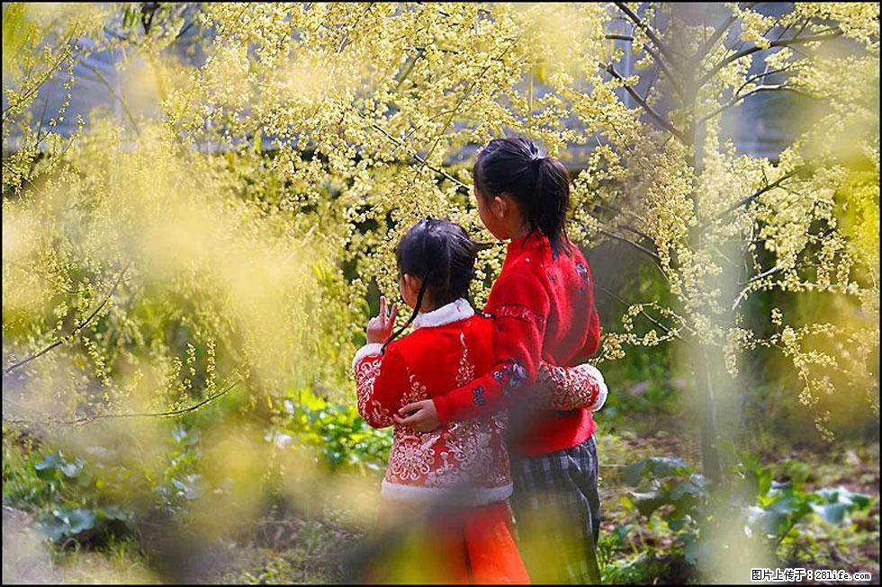 【春天，广西桂林灌阳县向您发出邀请！】米珠山前有片山苍子花在飘香 - 游山玩水 - 萍乡生活社区 - 萍乡28生活网 px.28life.net
