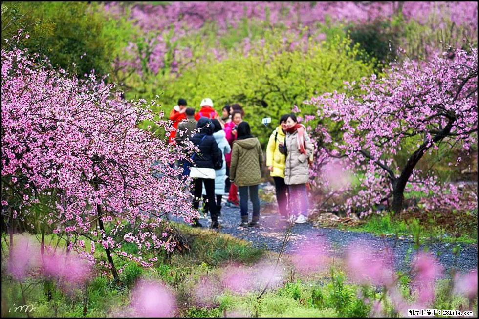 【春天，广西桂林灌阳县向您发出邀请！】官庄村有个醉美的桃花园 - 游山玩水 - 萍乡生活社区 - 萍乡28生活网 px.28life.net
