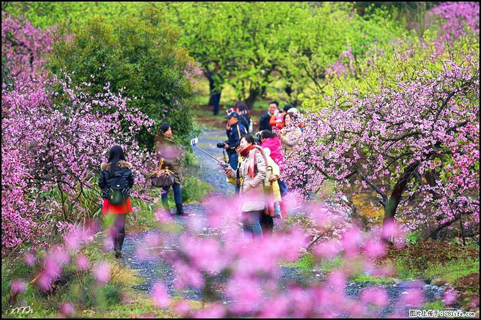 【春天，广西桂林灌阳县向您发出邀请！】官庄村有个醉美的桃花园 - 游山玩水 - 萍乡生活社区 - 萍乡28生活网 px.28life.net