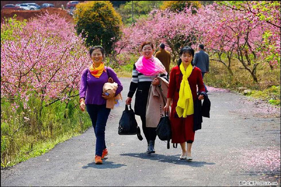 【春天，广西桂林灌阳县向您发出邀请！】官庄村有个醉美的桃花园 - 游山玩水 - 萍乡生活社区 - 萍乡28生活网 px.28life.net