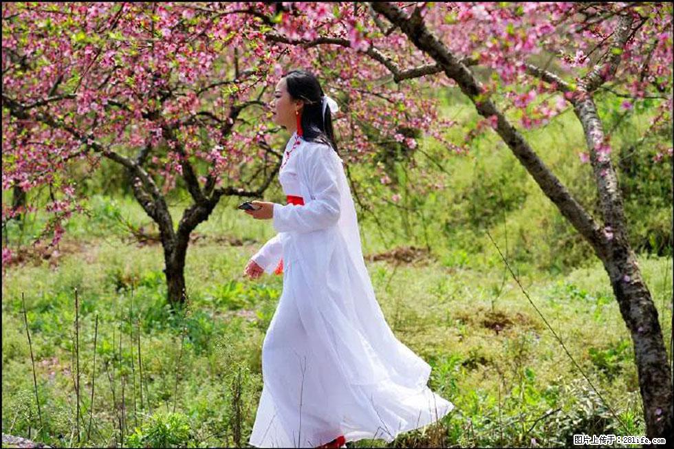 【春天，广西桂林灌阳县向您发出邀请！】官庄村有个醉美的桃花园 - 游山玩水 - 萍乡生活社区 - 萍乡28生活网 px.28life.net