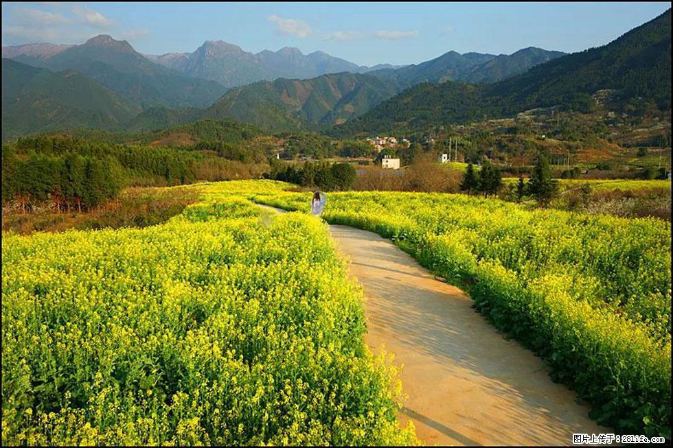 【春天，广西桂林灌阳县向您发出邀请！】长坪村油菜盛情花开 - 游山玩水 - 萍乡生活社区 - 萍乡28生活网 px.28life.net