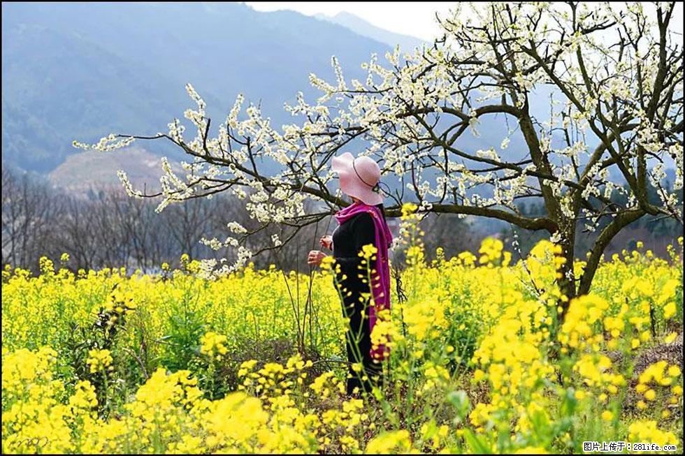 【春天，广西桂林灌阳县向您发出邀请！】长坪村油菜盛情花开 - 游山玩水 - 萍乡生活社区 - 萍乡28生活网 px.28life.net