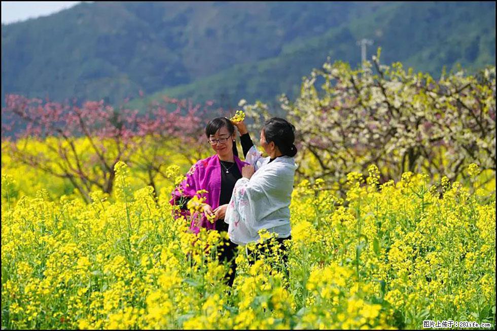 【春天，广西桂林灌阳县向您发出邀请！】长坪村油菜盛情花开 - 游山玩水 - 萍乡生活社区 - 萍乡28生活网 px.28life.net