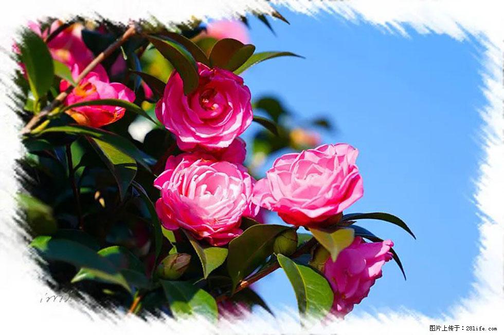 【春天，广西桂林灌阳县向您发出邀请！】杨柳井茶花惹人爱 - 游山玩水 - 萍乡生活社区 - 萍乡28生活网 px.28life.net