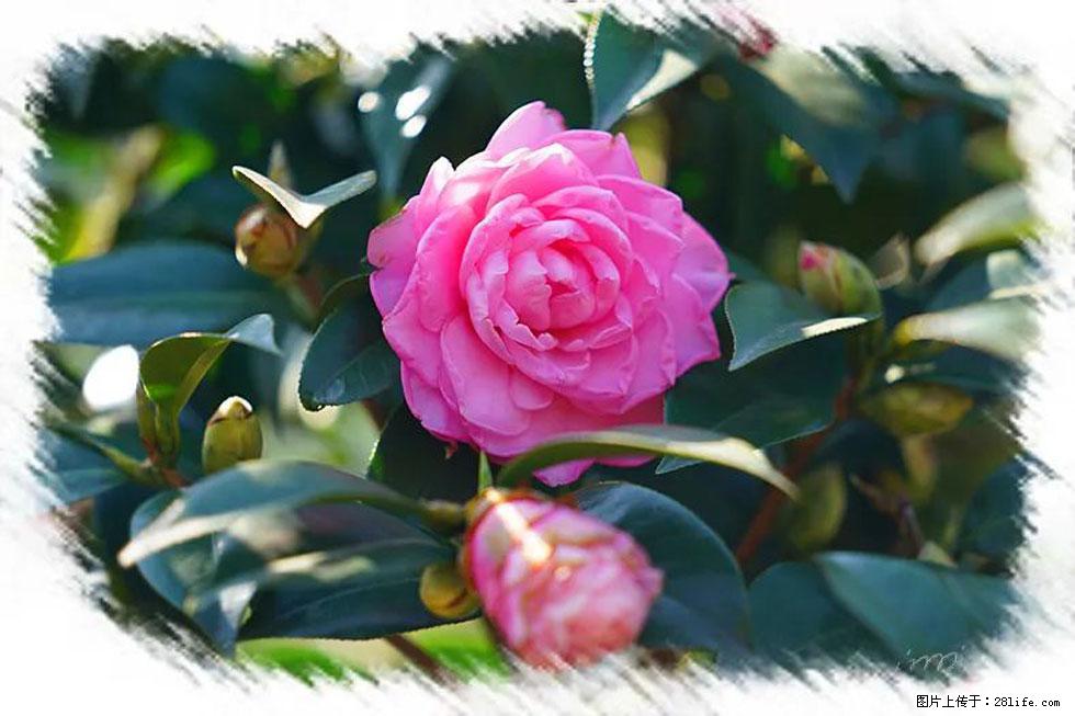 【春天，广西桂林灌阳县向您发出邀请！】杨柳井茶花惹人爱 - 游山玩水 - 萍乡生活社区 - 萍乡28生活网 px.28life.net