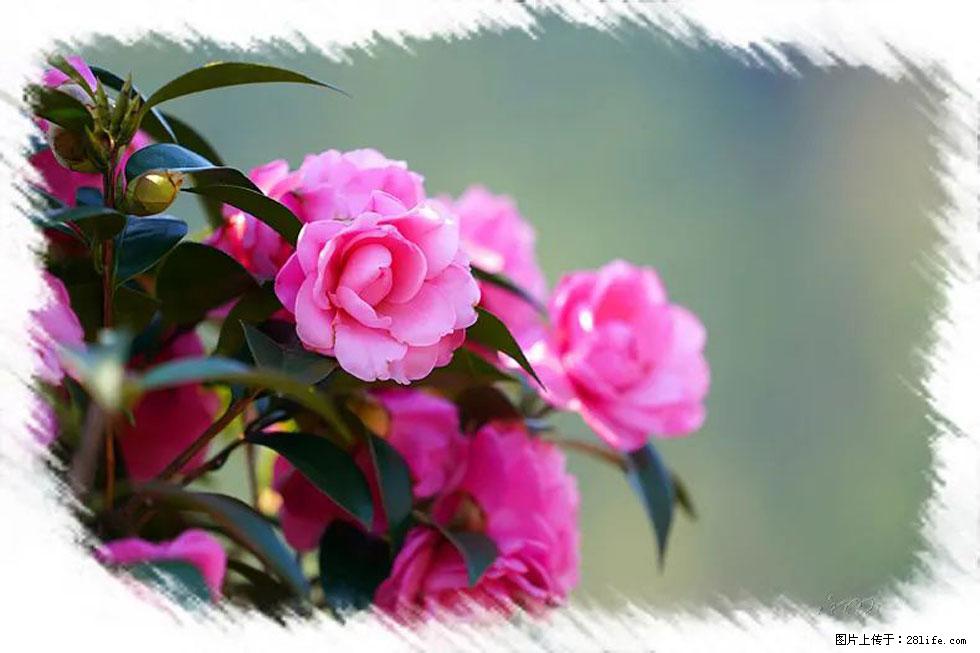 【春天，广西桂林灌阳县向您发出邀请！】杨柳井茶花惹人爱 - 游山玩水 - 萍乡生活社区 - 萍乡28生活网 px.28life.net