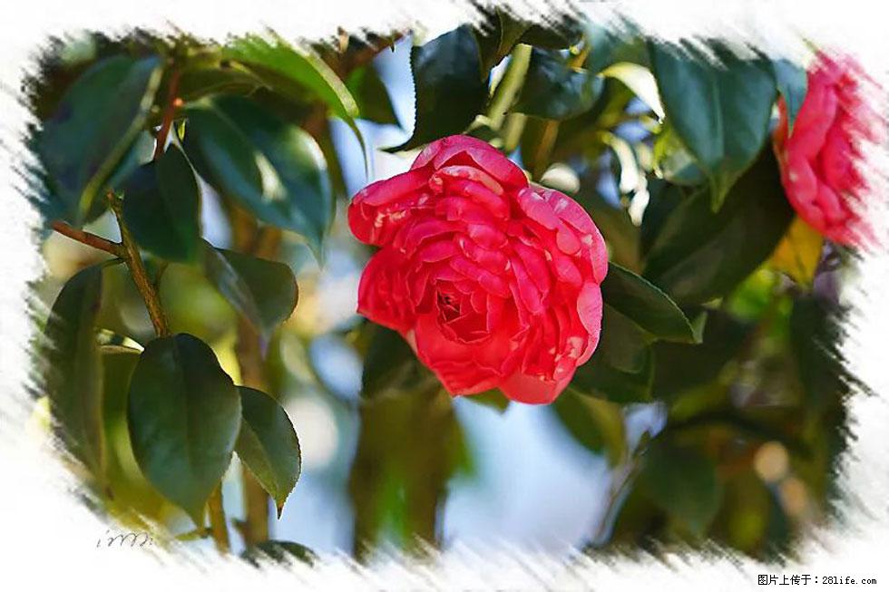 【春天，广西桂林灌阳县向您发出邀请！】杨柳井茶花惹人爱 - 游山玩水 - 萍乡生活社区 - 萍乡28生活网 px.28life.net