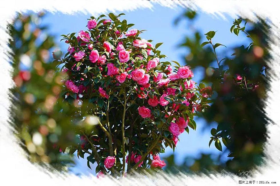 【春天，广西桂林灌阳县向您发出邀请！】杨柳井茶花惹人爱 - 游山玩水 - 萍乡生活社区 - 萍乡28生活网 px.28life.net