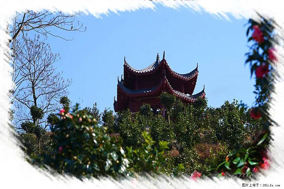 【春天，广西桂林灌阳县向您发出邀请！】杨柳井茶花惹人爱 - 游山玩水 - 萍乡生活社区 - 萍乡28生活网 px.28life.net