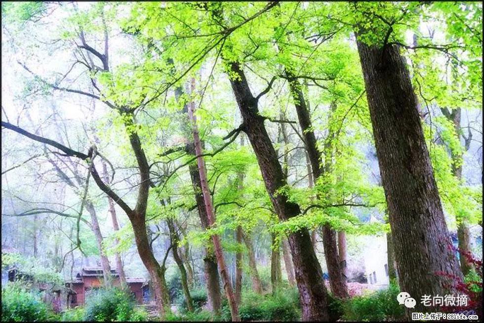 【春天，广西桂林灌阳县向您发出邀请！】在小龙村与春天约会 - 游山玩水 - 萍乡生活社区 - 萍乡28生活网 px.28life.net