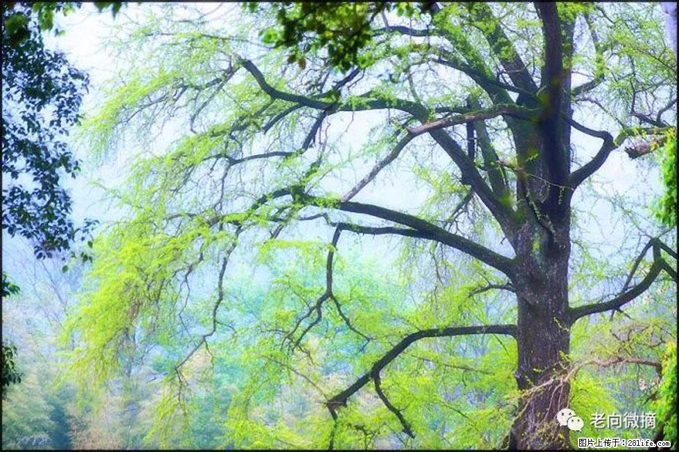 【春天，广西桂林灌阳县向您发出邀请！】在小龙村与春天约会 - 游山玩水 - 萍乡生活社区 - 萍乡28生活网 px.28life.net