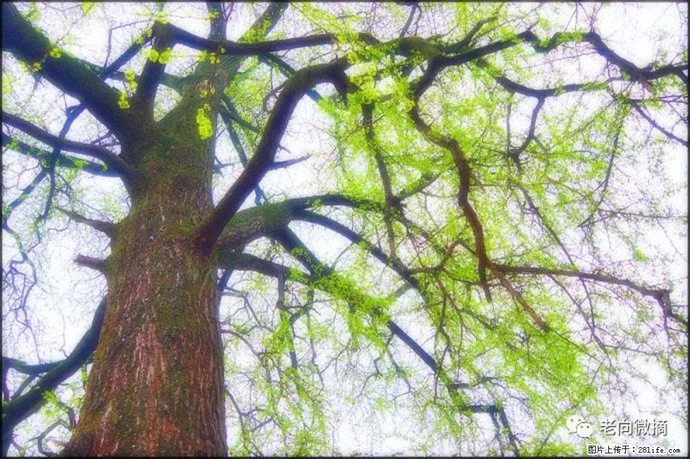 【春天，广西桂林灌阳县向您发出邀请！】在小龙村与春天约会 - 游山玩水 - 萍乡生活社区 - 萍乡28生活网 px.28life.net