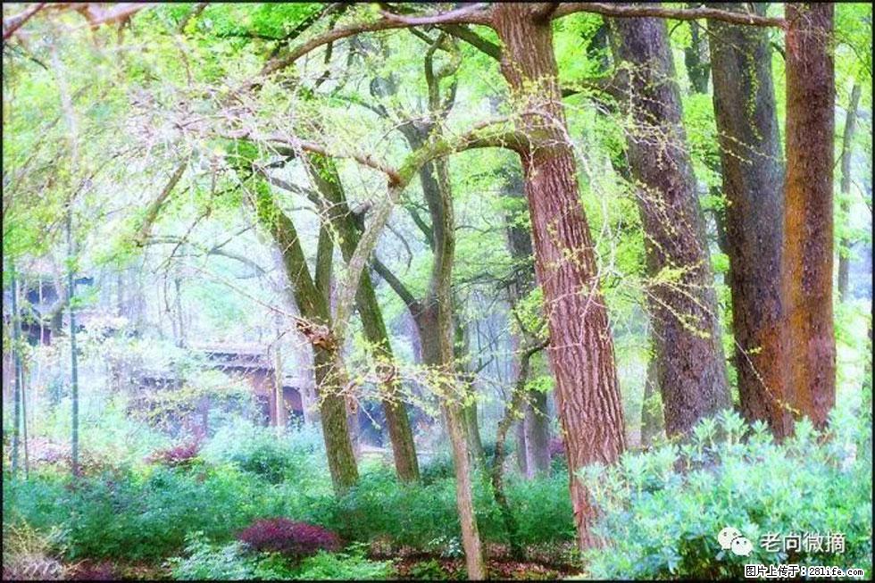 【春天，广西桂林灌阳县向您发出邀请！】在小龙村与春天约会 - 游山玩水 - 萍乡生活社区 - 萍乡28生活网 px.28life.net