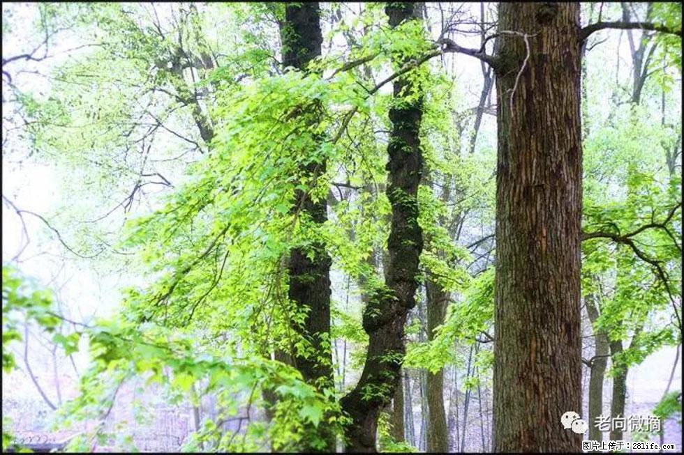 【春天，广西桂林灌阳县向您发出邀请！】在小龙村与春天约会 - 游山玩水 - 萍乡生活社区 - 萍乡28生活网 px.28life.net