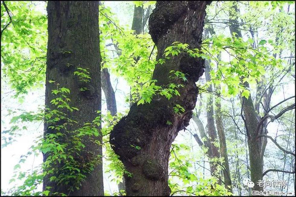 【春天，广西桂林灌阳县向您发出邀请！】在小龙村与春天约会 - 游山玩水 - 萍乡生活社区 - 萍乡28生活网 px.28life.net