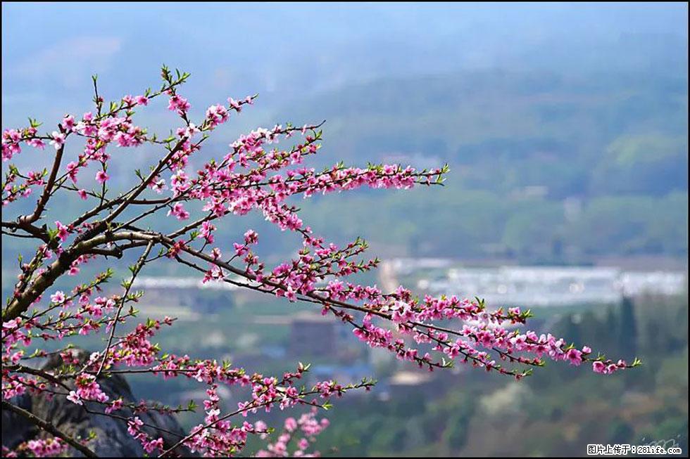 【春天，广西桂林灌阳县向您发出邀请！】望月岭上桃花开 - 游山玩水 - 萍乡生活社区 - 萍乡28生活网 px.28life.net