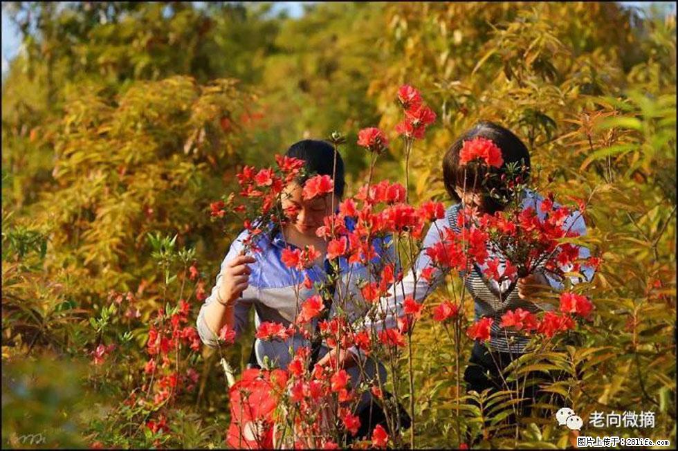 【春天，广西桂林灌阳县向您发出邀请！】登麒麟山，相约映山红 - 游山玩水 - 萍乡生活社区 - 萍乡28生活网 px.28life.net