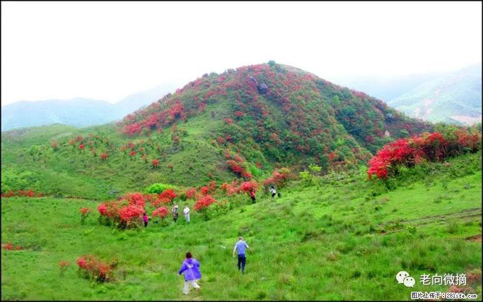 【春天，广西桂林灌阳县向您发出邀请！】宝盖山上映山红 - 游山玩水 - 萍乡生活社区 - 萍乡28生活网 px.28life.net