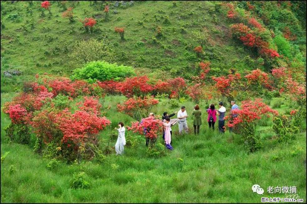【春天，广西桂林灌阳县向您发出邀请！】宝盖山上映山红 - 游山玩水 - 萍乡生活社区 - 萍乡28生活网 px.28life.net