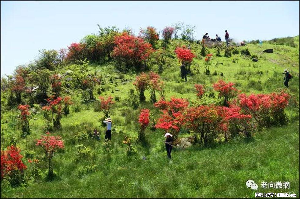 【春天，广西桂林灌阳县向您发出邀请！】宝盖山上映山红 - 游山玩水 - 萍乡生活社区 - 萍乡28生活网 px.28life.net