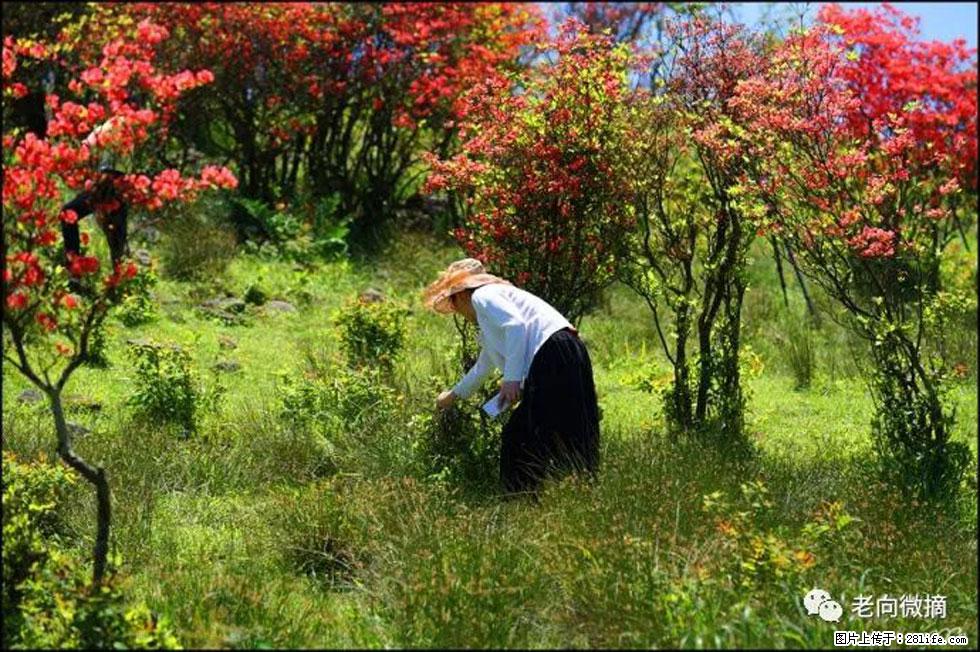 【春天，广西桂林灌阳县向您发出邀请！】宝盖山上映山红 - 游山玩水 - 萍乡生活社区 - 萍乡28生活网 px.28life.net