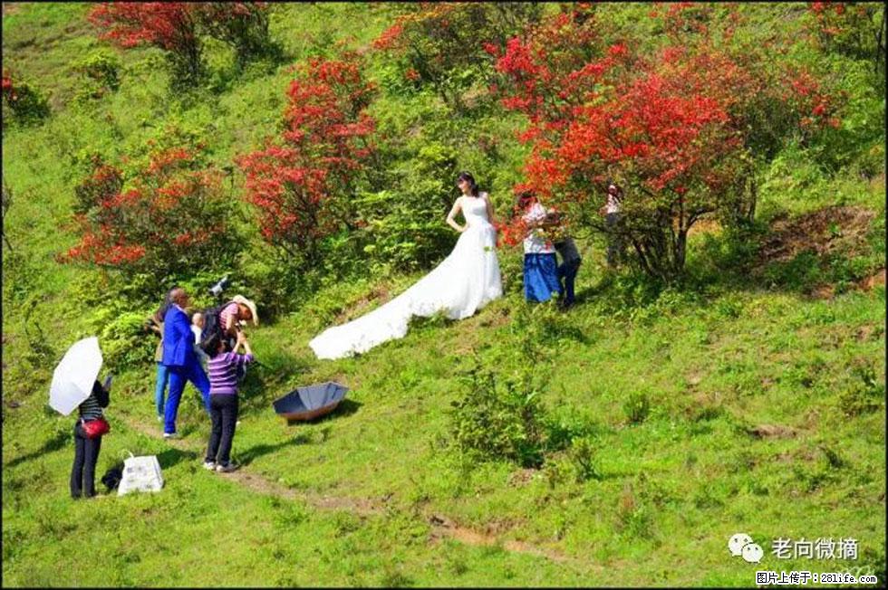 【春天，广西桂林灌阳县向您发出邀请！】宝盖山上映山红 - 游山玩水 - 萍乡生活社区 - 萍乡28生活网 px.28life.net