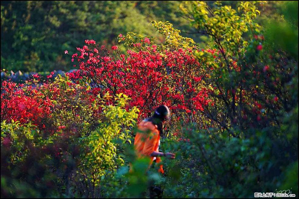 【春天，广西桂林灌阳县向您发出邀请！】春木界上映山红 - 游山玩水 - 萍乡生活社区 - 萍乡28生活网 px.28life.net