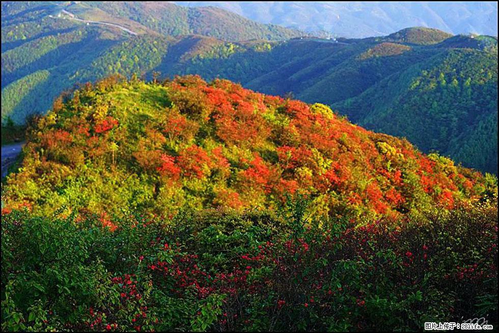 【春天，广西桂林灌阳县向您发出邀请！】春木界上映山红 - 游山玩水 - 萍乡生活社区 - 萍乡28生活网 px.28life.net