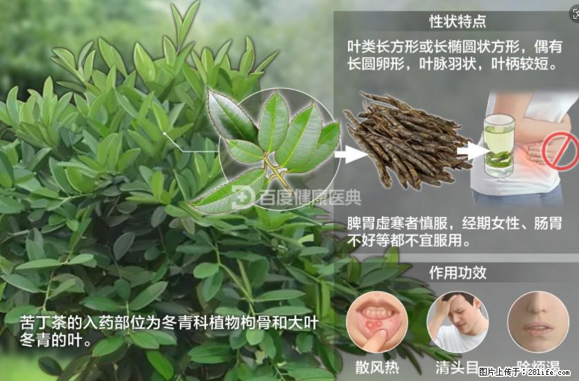 苦丁茶有哪些功效和作用 - 生活百科 - 萍乡生活社区 - 萍乡28生活网 px.28life.net