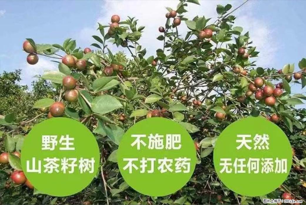 【灌阳县油茶产业示范区】一个有着充实的精神生活的人，对待身外之物自会有一种淡泊的态度 - 美食天地 - 萍乡生活社区 - 萍乡28生活网 px.28life.net