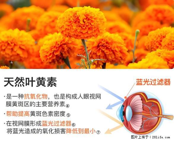 叶黄素有什么功效和作用 - 生活百科 - 萍乡生活社区 - 萍乡28生活网 px.28life.net