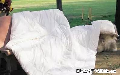 被子有异味？只要这样做，比晒太阳还强100倍！ - 家居生活 - 萍乡生活社区 - 萍乡28生活网 px.28life.net