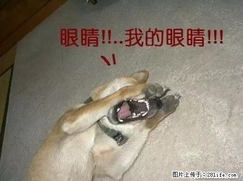 笑癫了！一女的怀孕三年未生，他终于忍不住了... - 娱乐八卦 - 萍乡生活社区 - 萍乡28生活网 px.28life.net