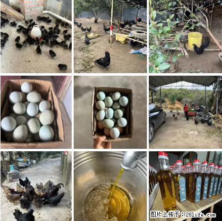 油茶园从小鸡仔开始养起的纯土鸡、土鸡蛋可以预定啦！还有前几天刚榨的纯山茶油哦 - 美食天地 - 萍乡生活社区 - 萍乡28生活网 px.28life.net