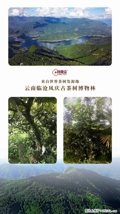 时间果百年古树2025年春红茶 - 购物交流 - 萍乡生活社区 - 萍乡28生活网 px.28life.net