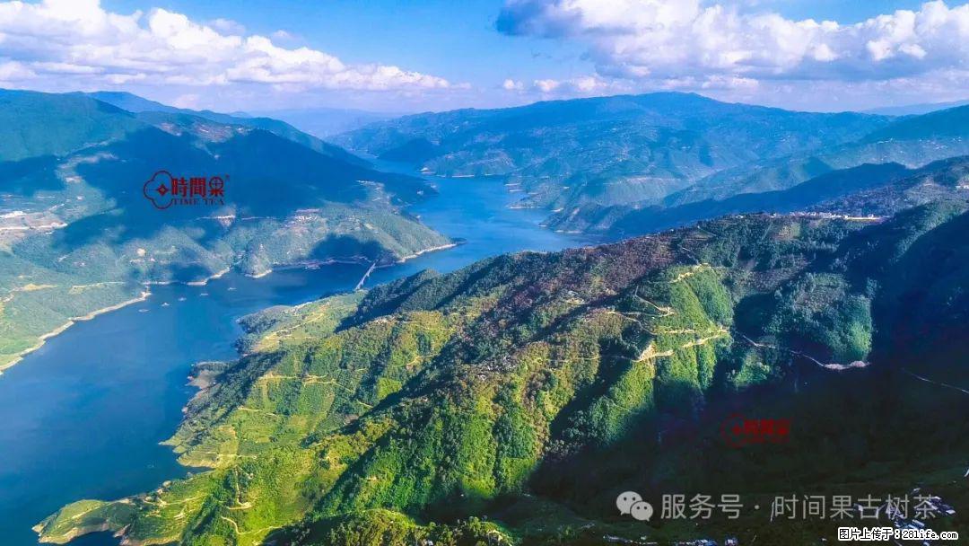 时间果百年古树龙珠普洱生茶 - 购物交流 - 萍乡生活社区 - 萍乡28生活网 px.28life.net