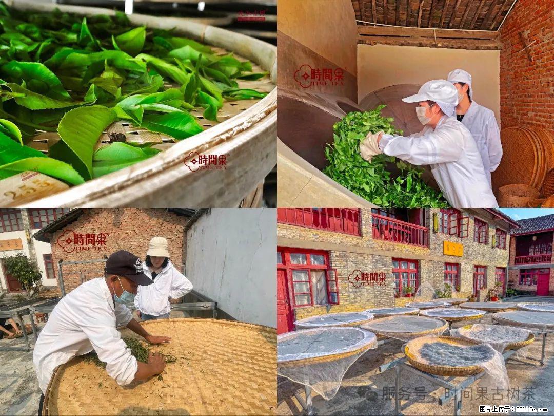 时间果百年古树龙珠普洱生茶 - 购物交流 - 萍乡生活社区 - 萍乡28生活网 px.28life.net