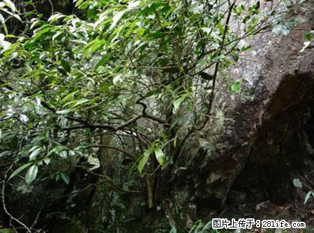 平乐石崖茶，珍贵仅次于金花茶 - 萍乡生活资讯 - 萍乡28生活网 px.28life.net