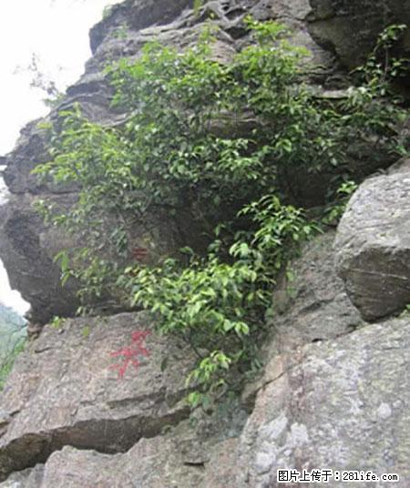 平乐石崖茶，珍贵仅次于金花茶 - 萍乡生活资讯 - 萍乡28生活网 px.28life.net