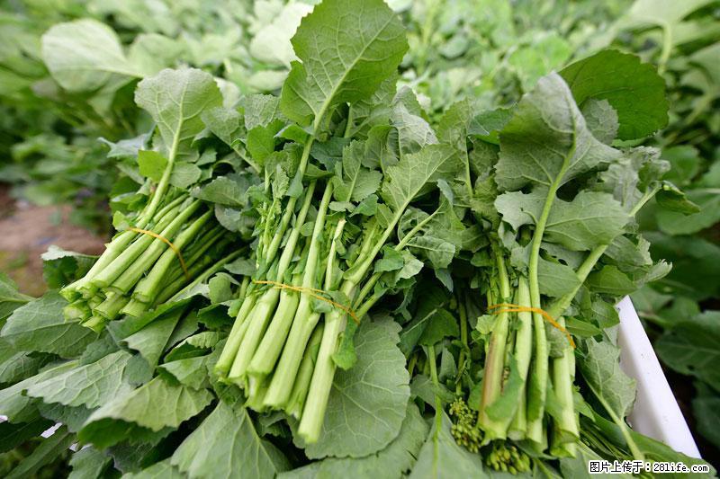这些蔬菜是“天然钙片”，这6种被医生重点推荐 - 萍乡生活资讯 - 萍乡28生活网 px.28life.net